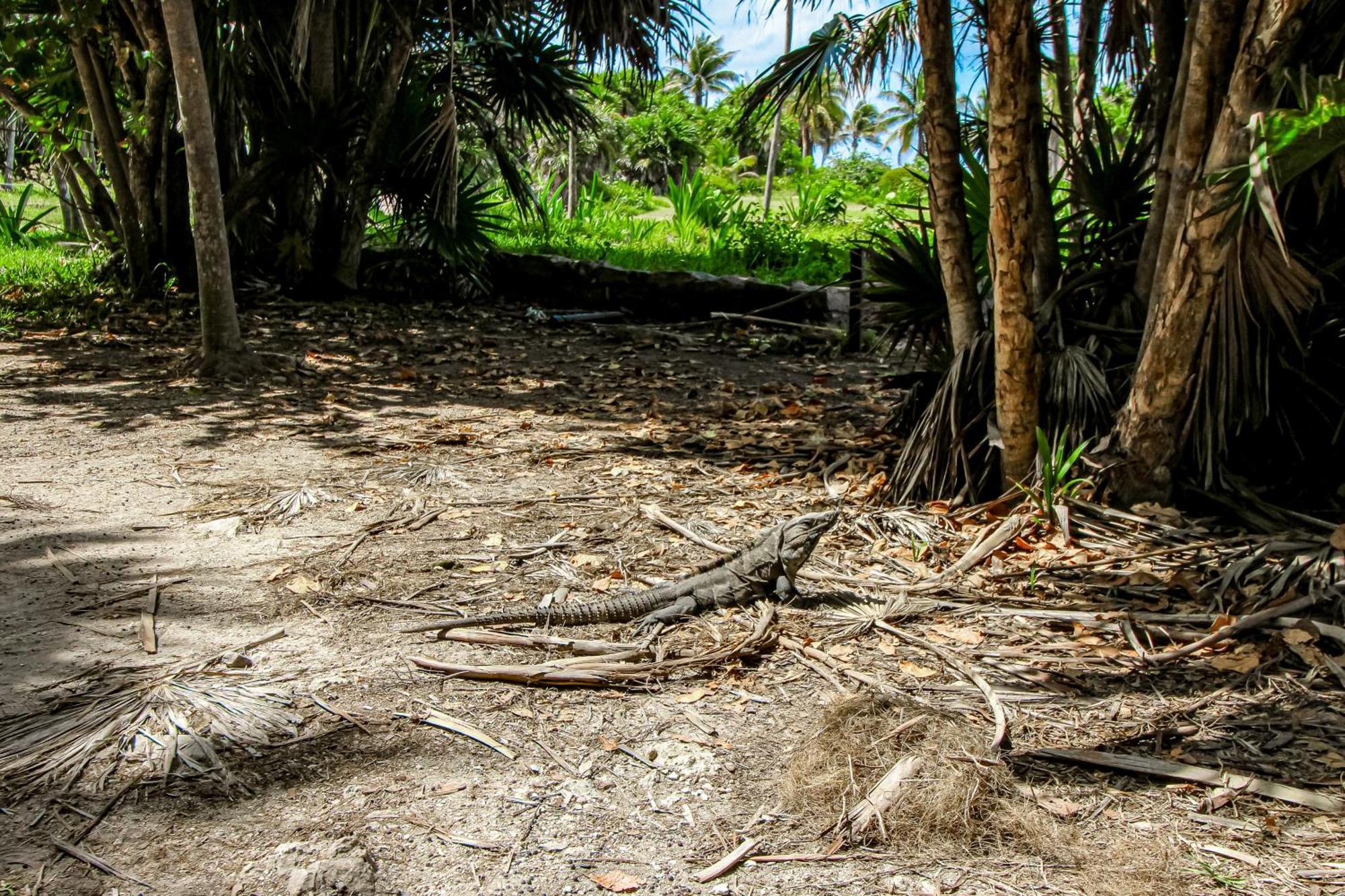 Villa Katalox At Aldea Zama Tulum Exteriér fotografie
